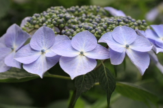 紫陽花