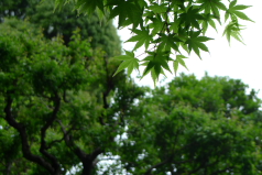 楓の新緑