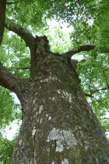 小田原城の新緑